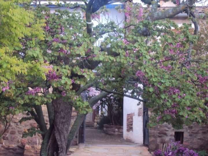 Casa Rural Los Lilos Gotor Екстер'єр фото